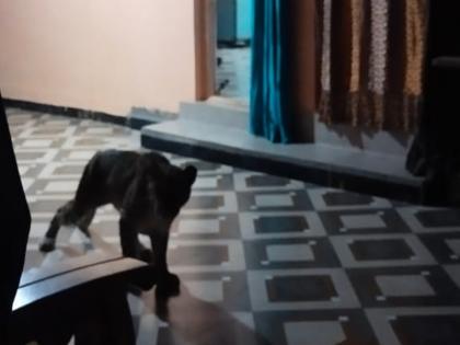 A leopard entered a house while chasing a dog in Helwak; Incidents in Patan Taluka satara | हेळवाकमध्ये कुत्र्याचा पाठलाग करताना बिबट्या घुसला घरात; कुटुंबे बाहेरची कडी लावून कोंडले 