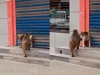 monkey and dog fight goes viral on social media | Viral Video: माकड श्वानाला वारंवार त्रास देत होते, मग असे पस्तावले की पुन्हा कोणाचीच कळ काढणार नाही