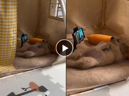 Video of dog seeing cartoon in mobile users are shocked video goes viral on social media  | 'मोबाईल वेडा श्वान...' व्हायरल 'Video' पाहून नेटकरी थक्क 