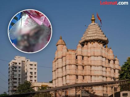 Ladu rats gnawing at Siddhivinayak temple has come to light | सिद्धिविनायक मंदिरात उंदरांचा सुळसुळाट?