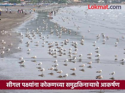 विदेशी पाहुण्यांनी दिली थंडीची ‘वर्दी’; कोकणात सीगल पक्ष्यांचे आगमन