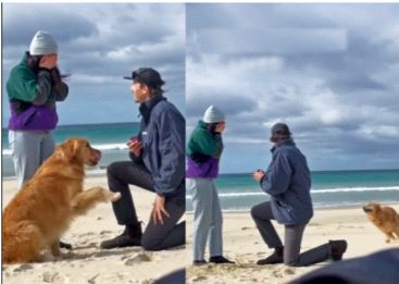 He, she, the sea, the proposal ... and their dog! | तो, ती, समुद्र, प्रपोझ... आणि त्यांचा कुत्रा!