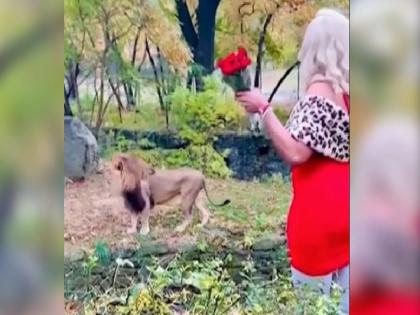 Woman Jumps Barrier at Bronx Zoo Lion Exhibit, Dances With Roses | सिंहाच्या पिंजऱ्यात उडी मारुन म्हणाली, I Love U; पतीनं बनवला व्हिडीओ, मग...