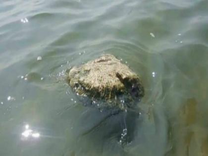 7 kg floating stone found in Narmada river | अबब! नर्मदा नदीत आढळला ७ किलोचा तरंगता दगड; हा चमत्कार नव्हे तर...