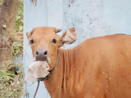 Karnataka Cow Swallows Gold Chain, Family Gets it Surgically Removed | गायीनं गिळली २० ग्रॅम सोन्याची चेन; महिनाभर शेणावर नजर ठेवली, काही मिळालं नाही, मग...