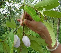 Farmers of Vidarbha are being given the lessons of silk farming! | विदर्भातील शेतकऱ्यांना दिल्या जात आहेत  रेशीम शेतीचे धडे!