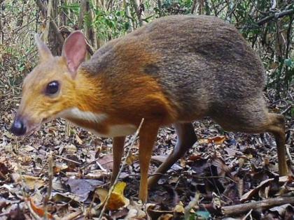 Silver backed chevrotain has been found in in the forests of vietnam | कधी उंदरासारखं दिसणारं हरीण पाहिलं का? तब्बल ३० वर्षांनंतर आढळून आलं 'हे' हरीण.... 