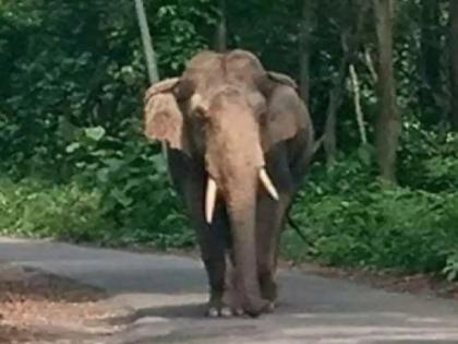 In case of crop damage due to wild elephants, contact, Sawantwadi sub forest conservator appeals | वन्यहत्तींमुळे शेतपिकाचे नुकसान झाल्यास संपर्क करा, सिंधुदुर्गच्या उपवनसंरक्षकांचे आवाहन