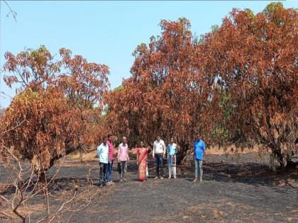 Mango garden fire due to short circuit, Incident at Palasamb Gavthanwadi in Sindhudurga | शार्टसर्किटने आंबा बागेला आग, सिंधुदुर्गातील पळसंब गावठाणवाडी येथील घटना