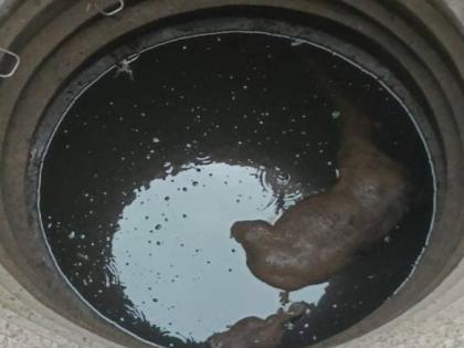 Two gaur calves fell into a well, but one drowned | विहिरीत पडलेल्या गव्याच्या दोन पिल्लांना जीवदान, मात्र एकाचा बुडून मृत्यू