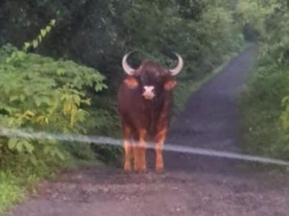 Gaur in Digwale village of Kankavali taluka, Damage to paddy field | सिंधुदुर्ग: दिगवळे येथे गव्यांच्या कळपाचा वावर, भातशेतीचे करतायत नुकसान