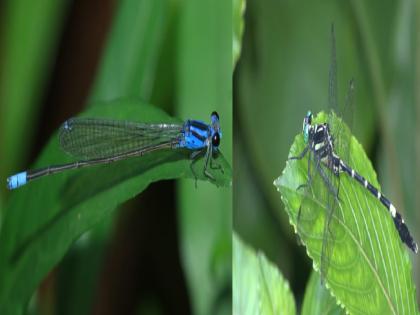 In addition to biodiversity, two more species of Chatur were found for the first time in Maharashtra | राज्यात पहिल्यांदाच आढळल्या चतुरांच्या आणखी दोन प्रजाती; जैवविविधेत संशोधकांची यशस्वी कामगिरी!