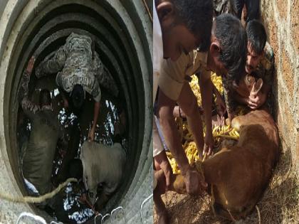 gaur calves fall into well in Mazgaon, rescue team of forest department rescued the cubs | माजगावात विहिरीत पडली गव्याची पिल्ले, वनविभागाच्या रेस्क्यू टीमने पिल्लांना सुखरूप काढले बाहेर