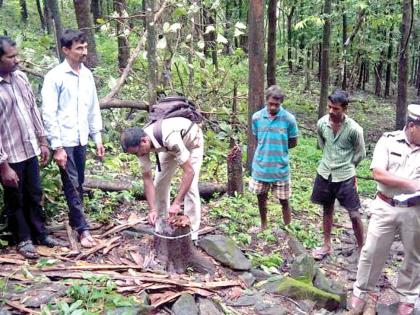 The success of the main accused, the trees in the Government Forest area | सिंधुदुर्ग : मुख्य आरोपीच्या मुसक्या आवळण्यात यश, शासकीय वनक्षेत्रातील वृक्षतोड