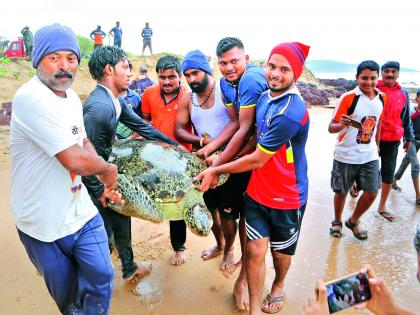 Surviving a tortoise caught in a net while fishing | मच्छिमारी करताना जाळ्यात अडकलेल्या कासवाला जीवदान