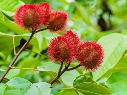 Patriotism shines in Sindoor Demand for medicinal plants and seedlings increases in nurseries | 'सिंदूर'मध्ये खुलला देशभक्तीचा रंग; औषधी वनस्पती, नर्सरीमध्ये रोपांची मागणी वाढली Patriotism shines in Sindoor Demand for medicinal plants and seedlings increases in nurseries | 'सिंदूर'मध्ये खुलला देशभक्तीचा रंग; औषधी वनस्पती, नर्सरीमध्ये रोपांची मागणी वाढली