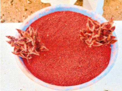 Jalgaon: 'Sindoor' farming successful; 50 kg of saffron from one tree | ‘सिंदूर’ शेती यशस्वी; एका झाडापासून ५० किलो कुंकू Jalgaon: 'Sindoor' farming successful; 50 kg of saffron from one tree | ‘सिंदूर’ शेती यशस्वी; एका झाडापासून ५० किलो कुंकू