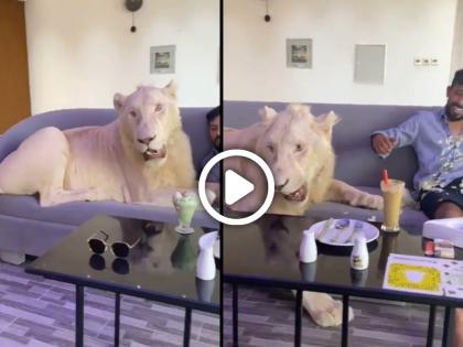 man was playing with lion on sofa see what happens next video goes viral on social media | सोफ्यावर बसुन सिंहासोबत मस्ती करत होता, भडकलेल्या प्राण्याने अचानक केलं भयंकर कृत्य