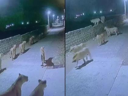 Lion in Gujarat Village: Lions roam free in Gujarat's Bherai village; Great fear among the villagers | Lion in Gujarat Village: 'भाग भाग शेर आया शेर...', गुजरातच्या भेराई गावात सिंहांचा मुक्त वावर; गावकऱ्यांमध्ये प्रचंड भीती