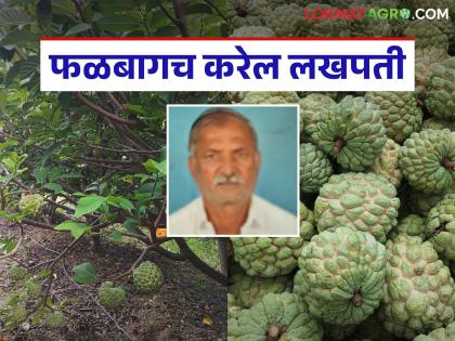 The feat of former Sarpanch of Parkandi; Income of Rs. 6.5 lakh from one and a half acre custrad apple orchard | परकंदीच्या माजी सरपंचांची कमाल; दीड एकर सीताफळ बागेमधून तब्बल साडेसहा लाख रुपयांचे उत्पन्न The feat of former Sarpanch of Parkandi; Income of Rs. 6.5 lakh from one and a half acre custrad apple orchard | परकंदीच्या माजी सरपंचांची कमाल; दीड एकर सीताफळ बागेमधून तब्बल साडेसहा लाख रुपयांचे उत्पन्न