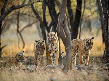 200 tigers increased in state in 4 years; Congratulations to Wildlife Board from Chief Minister | राज्यात ४ वर्षात २०० वाघ वाढले; वन्यजीव मंडळाचे मुख्यमंत्र्यांकडून अभिनंदन