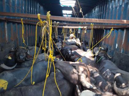 A container full of Buffalo was caught by the police in Yavatmal | बापरे, चक्क रेड्यांनी भरला होता कंटेनर; ३० जनावरांना मिळालं जीवदान