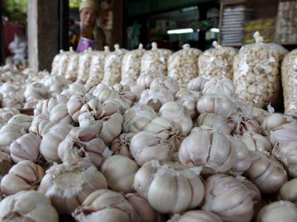 Garlic, an important vegetable ingredient, has become scarce across the state. | आता लसणाची फोडणी महागली; महिनाभर तेजीच, किलोला ३२५ रुपये भाव