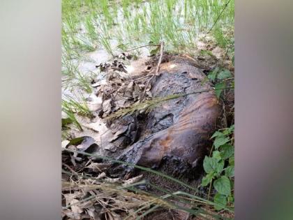 A trap was laid for wild boars and the life of a tiger was lost; the farmer confessed | सापळा लावला रानडुकरांसाठी अन् नाहक जीव गेला वाघाचा