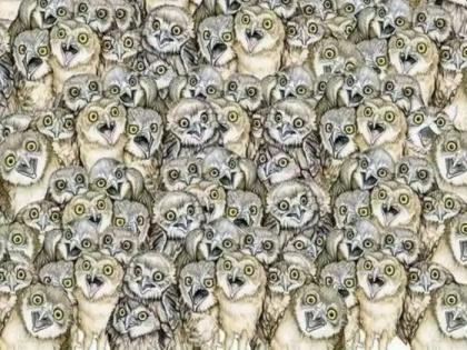 A flock of owls is visible in photo, a cat is hidden in it; Can You Spot The Cat optical illusion | समोर दिसतोय घुबडांचा घोळका, त्यात लपलाय एक बोका; भलेभले थकले, आता तुम्ही तरी ओळखा