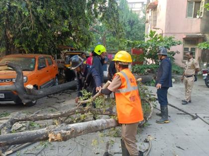 Two trees fell in Thane; Minor damage to three vehicles | ठाण्यात कोसळली दोन झाडे; तीन वाहनांचे किरकोळ नुकसान