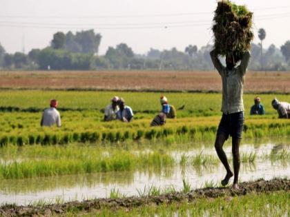 Maharashtra tops in Shetkari Sanman Yojana | प्रधानमंत्री शेतकरी सन्मान योजनेत महाराष्ट्र ठरला अव्वल