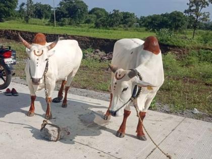 Cattle theft at Buldhana, 1 pair of bullocks run away at buldhana | चोरट्यांचा गुरांवर डोळा, बैलजोडीसह दोन गुरे लंपास; शेतकऱ्याला न्याय मिळणार?