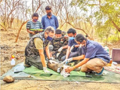 Telemetry will unravel the mystery of the urban leopard's lifestyle | शहरी बिबट्यांच्या जीवनशैलीचे रहस्य उलगडणार टेलिमेट्रीतून; नॅशनल पार्कमध्ये प्रयोग