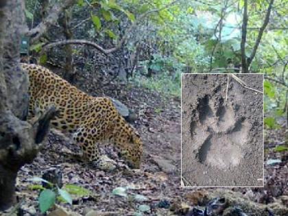 Came to Shivara and the photo came out; Forest personnel are on the trail day and night | शिवारात आला अन् फोटोच निघाला; वनकर्मचारी दिवसरात्र मागावर