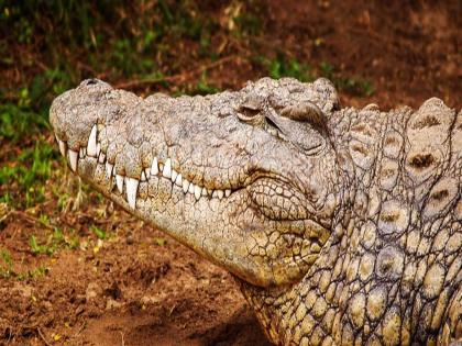 Mother's brutal murder, body of a missing two-year-old boy was found inside an alligator's mouth in Florida | आईची क्रूर हत्या, चिमुरड्याचा मृतदेह मगरीच्या जबड्यात; अंगावर शहारे आणणारी घटना