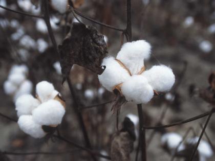 Compared to paddy, cotton grew at a more rate, while sesame and gram also reached highs | धानाच्या तुलनेत कापसाला घसघशीत वाढ; तीळ व मुगानेही गाठला उच्चांक