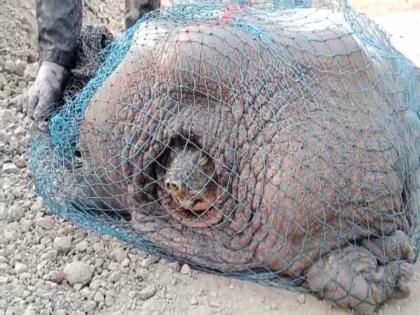 Abba! 120 kg turtle found in Naik Lake; Placed in transit center | अबब! नाईक तलावात सापडला १२० किलोचा कासव; ट्राझिट सेंटरमध्ये ठेवले