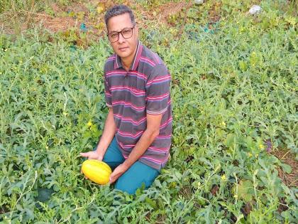 An experiment in the cultivation of colored Kalinga in Panvel | पनवेलमध्ये रंगीत कलिंगडाच्या लागवडीचा प्रयोग