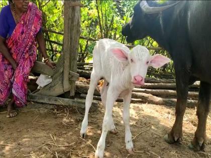 You won't believe it, but a white calf was born from a black buffalo | आश्चर्य! तुमचा विश्वास बसणार नाही, पण काळ्या म्हशीच्या पोटी जन्मले पांढरे रेडकू