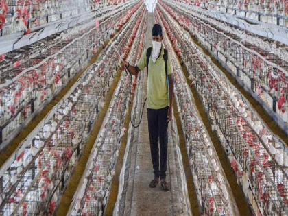 Bird Flu: 25,000 birds killed; The decision was made because of bird flu in thane district | Bird Flu: २५ हजार पक्ष्यांना मारण्याचे काम सुरू; बर्ड फ्लूमुळे घेतला निर्णय