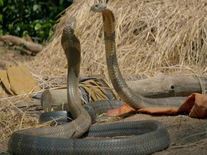 Video: Two King Cobras Fight For Herpes; 5 hours of fierce struggle | Video: एका नागिणीसाठी २ किंग कोब्रा आपसात भिडले; तब्बल ५ तास भीषण संघर्ष, त्यानंतर...