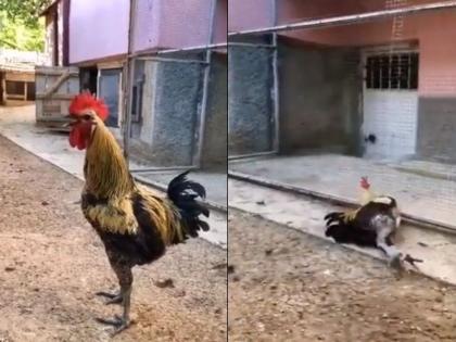 Anand Mahindra asks people to come up with a caption for rooster-related video | बाबो! सलग १८ सेकंद एकाच दमात कोंबड्याने बांग दिली, मग...; Video व्हायरल