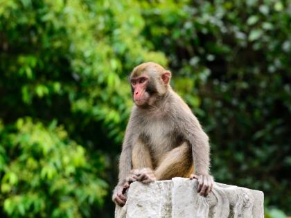 Monkeys also get cancer due to fast food; Incident revealed in Sillod taluka | फास्टफूडमुळे वानरांनाही कॅन्सरचा विळखा; सिल्लोड तालुक्यात उघडकीस आला प्रकार