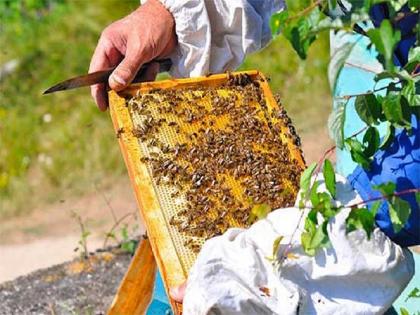 The king has changed - a message to 1 million bees! | राजा बदललाय- १० लाख मधमाश्यांना संदेश!