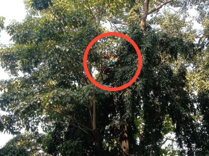 Ex-soldier agitation on tree at Azad Maidan, pleading with government; What exactly happened? | आझाद मैदानात माजी सैनिक झाडावर चढला, सरकारला करतोय विनंती; नेमकं काय घडलं?