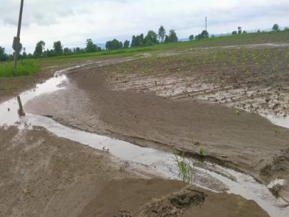 The havoc of the rains, the cotton fields were scraped away A drain-like condition in the fields | पावसाचा कहर, कपाशीचे शेत नेले खरवडून; शेतात नालासदृश स्थिती 