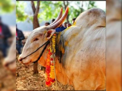 Death of 'Baby' bull in bullfight; Crime record against organisers in Sindhudurg | दुर्दैवी! बैलांच्या झुंजीत 'बाबू' बैलाचा मृत्यू; आयोजकांवर गुन्हा नोंद