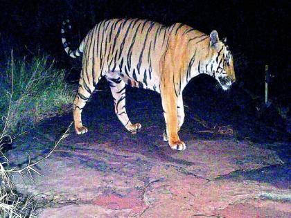 Tiger attack three men death two forest pilibhit uttar pradesh | जंगलाच्या वाटेने तिघं युवक रात्रीच्या अंधारातून जात होते, तितक्याच दबा धरून बसलेला वाघ आला अन्...