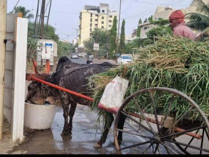 The administrators of Suravse School started watering for dumb animals in the school premises | मनाला बसले अस्वस्थतेचे चटके; मुक्या प्राण्यांसाठी पाणपोई सुरू