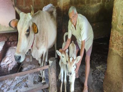 A cow gave birth to twin calves in Fonda | फोंड्यात गायीने दिला चक्क जुळ्या वासरांना जन्म